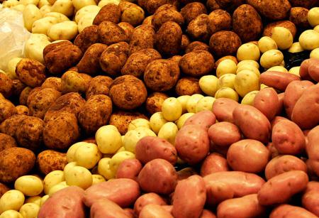 Application of Organic Fertilizers Fertiplus Potato
