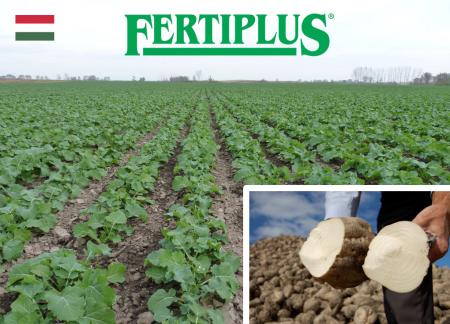 Fertiplus trial in sugar beet – Hungary